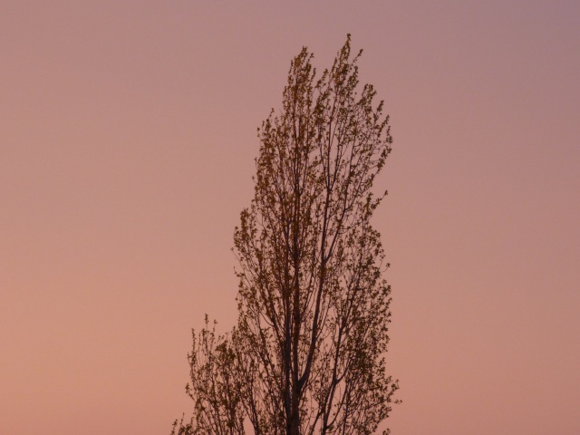 Les arbres ont-ils une influence sur votre spiritualité ? - Page 8 P1000016