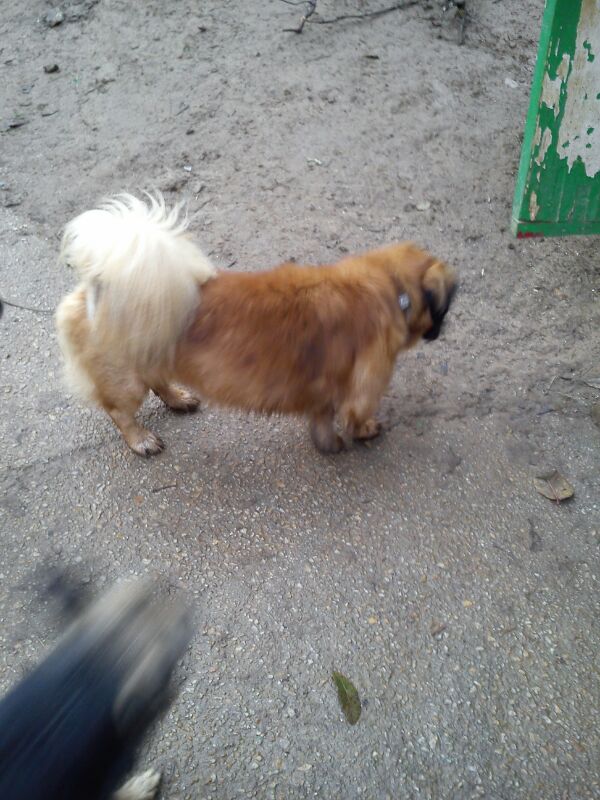 MC Chispi - Zoekt fosterbaasje erbij Chispi12
