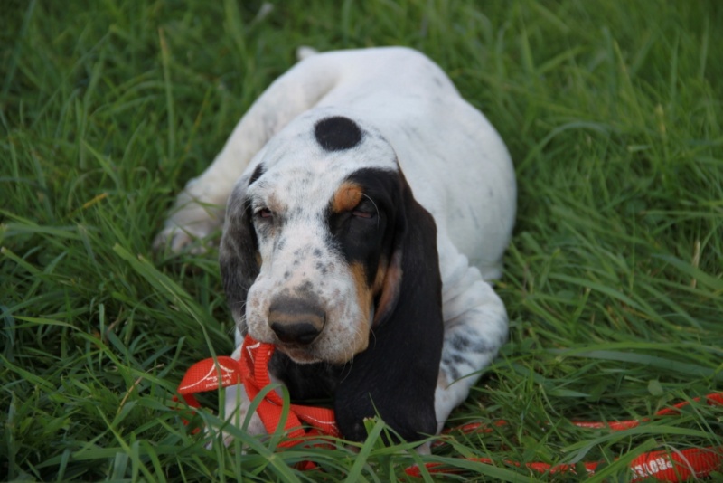 Chiot Mâle Petit Gascon Saintongeois
