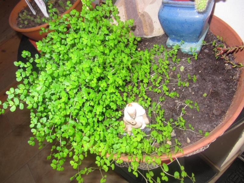 plante qui protège le pied des bonsaïs 00120