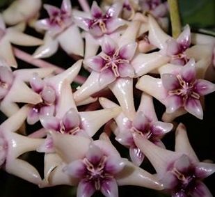 Hoya darwinii Hoya_d10