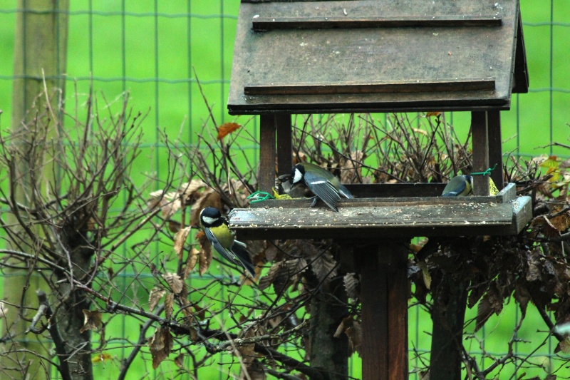 Oiseaux de nos jardins - Page 8 Img_4011