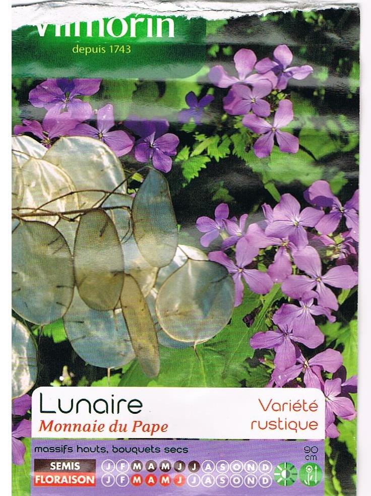 Monnaie du pape  (Lunaria annua) Monnai10