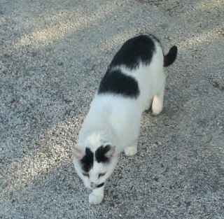 Chat errant, noir et blanc, adulte, Var Chat_s10