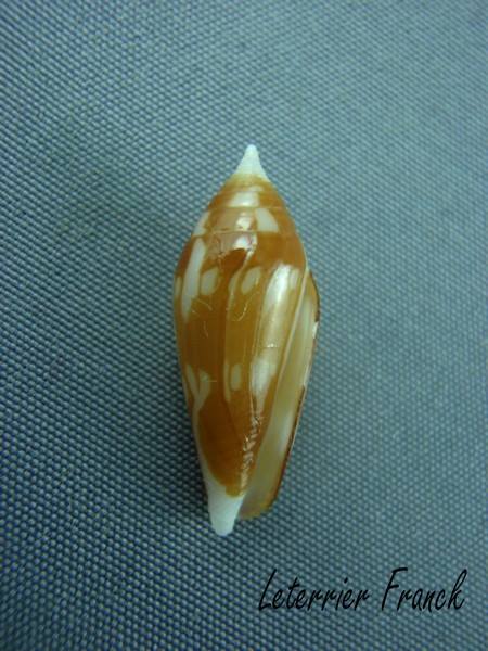 Conus (Turriconus) cylindraceus   Broderip & G. B. Sowerby I, 1830 10253710