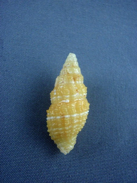 Vexillum crocatum - (Lamarck, 1811) Conida10