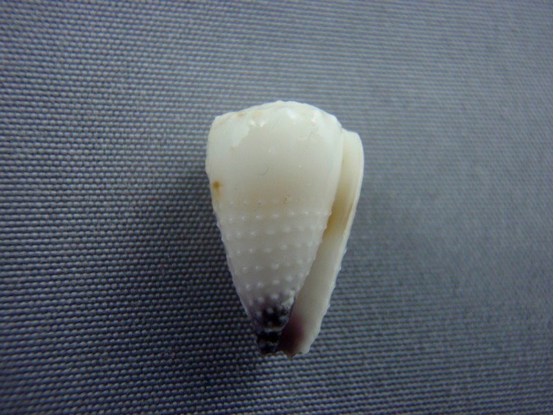 Conus (Harmoniconus) sponsalis  Hwass in Bruguière, 1792 Conida27