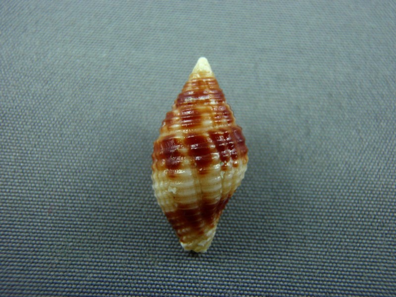 Pseudonebularia rubritincta (Reeve, 1844)  Conus_10