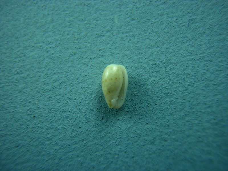 Gibberula squamosa Boyer, 2003 Dental13