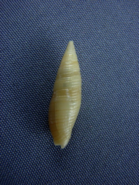 Gemmulimitra edgari (Poppe, Tagaro & Salisbury, 2009)  Murici10