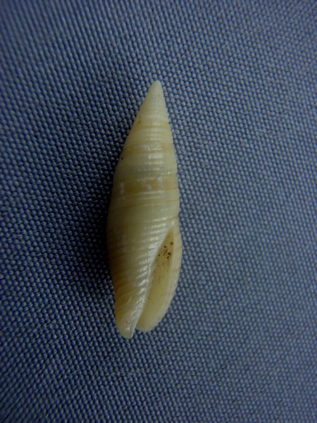 Gemmulimitra edgari (Poppe, Tagaro & Salisbury, 2009)  Murici11