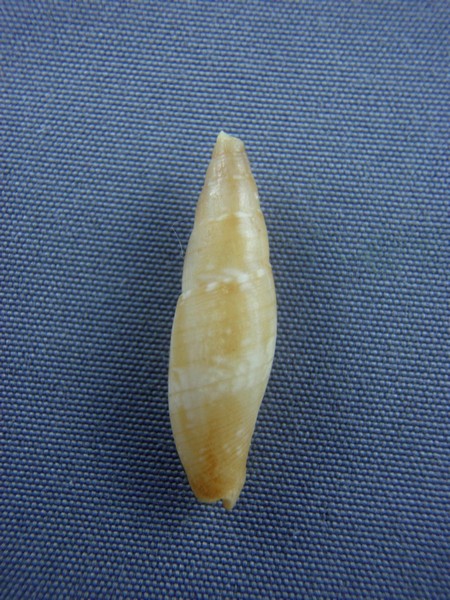 Nebularia deynzeri (Cernohorsky, 1980) Ovulid10
