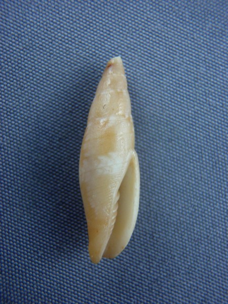Nebularia deynzeri (Cernohorsky, 1980) Ovulid11