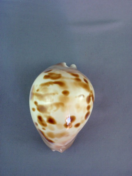 Zoila venusta roseopunctata L. Raybaudi, 1985 Zoila_19