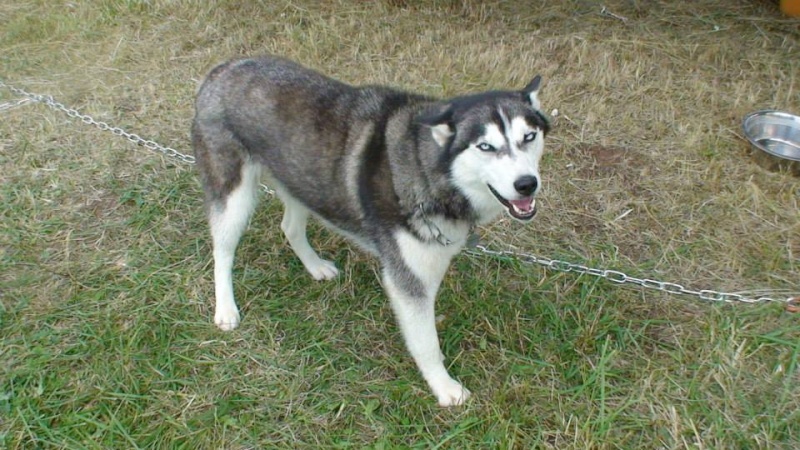    Gaya et Guizmo Huskies frère et soeur à adopter ensemble dept 57 (Moselle) ADOPTES   110