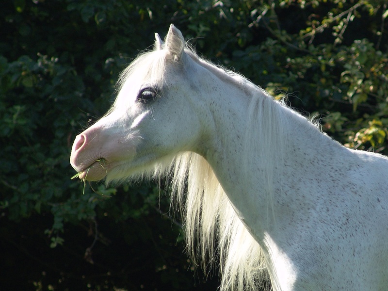 Cherche poney type Welsh Dsc03811