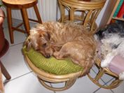 MAXx croise griffon roux male 3 ans de Béthune - en FA pr asso Les loulous de coco (51) 10696110