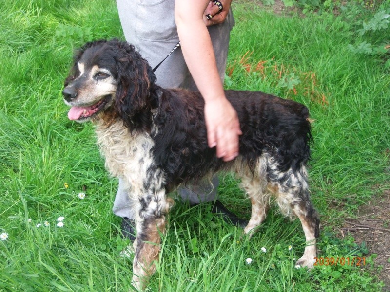 Akoum setter (épagneul breton ?) tricolore 6 ans de Béthune - asso cani nursing (59) P1212828