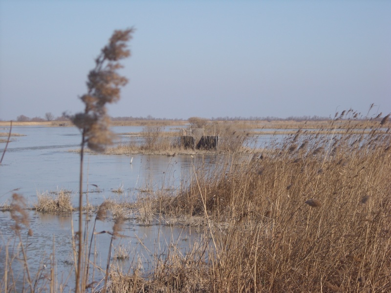 Chasse de Camargue - Page 5 _42710