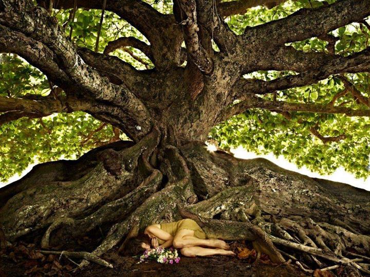 Les arbres ont-ils une influence sur votre spiritualité ? - Page 22 10846010