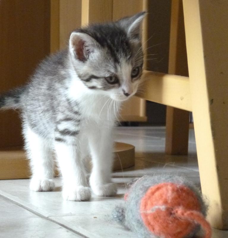 [A ADOPTER] Indiana jolie chatonne tigrée et blanche Indian11