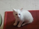 Fée des neiges, joli chaton blanc yeux vairons - SAINT AMAND LES EAUX - chaton 2010 Fae_de10
