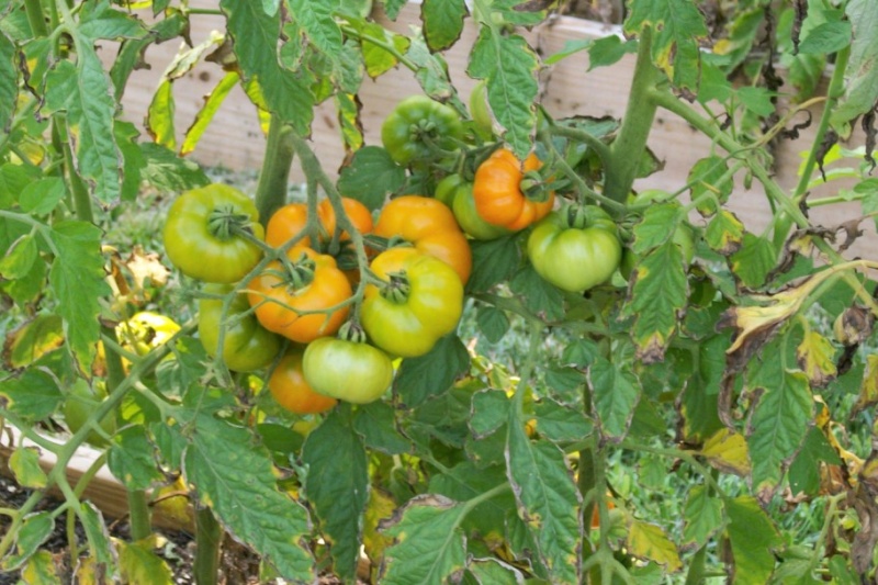 Hurray!! Ripe tomatoes in SE Tennessee Rumi_b10