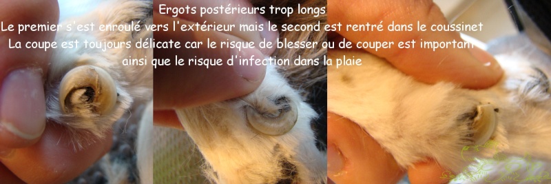 Les griffes du chien : entretien, coupe, conseils. Ergots10