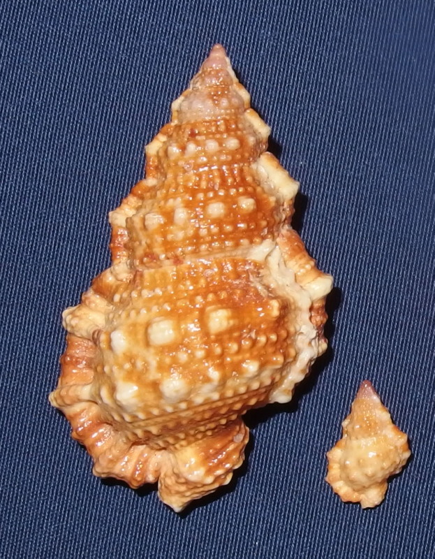 Bursidae Dulcerana granularis (Röding, 1798) P6260010