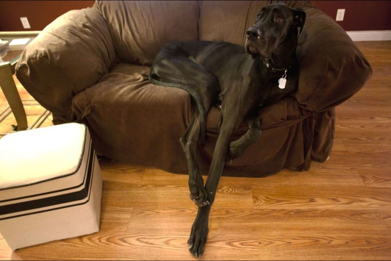 توفي أكبر كلب في العالم وفقا لكتاب غينيس للأرقام القياسية Image610