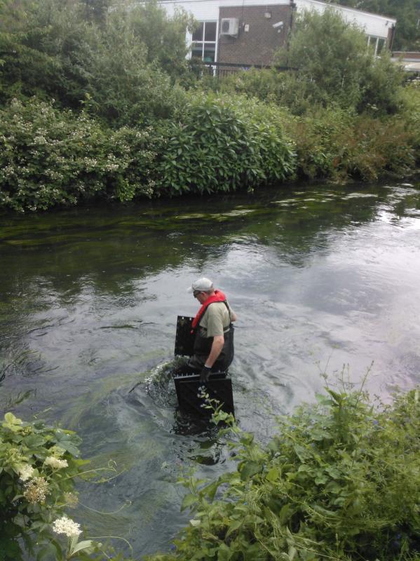 More Eels tiles on the Hogsmill 2nd June Wp_00010