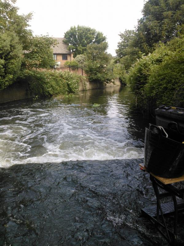 More Eels tiles on the Hogsmill 2nd June Wp_00012