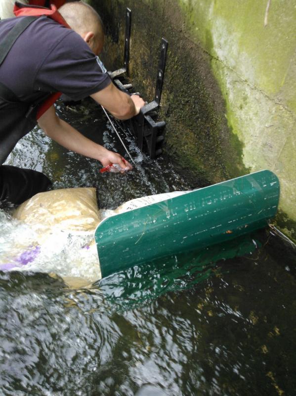 More Eels tiles on the Hogsmill 2nd June Wp_00017