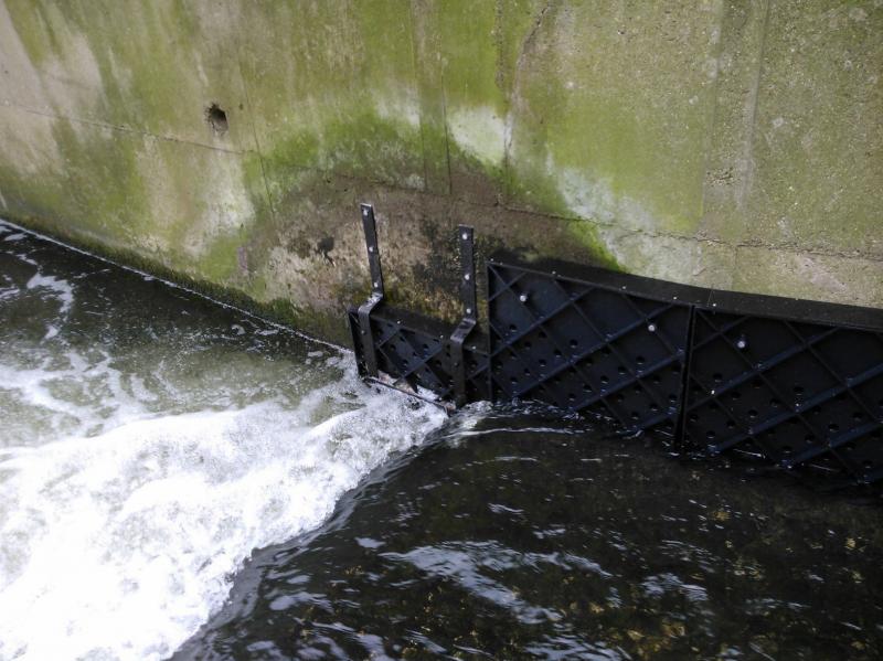 More Eels tiles on the Hogsmill 2nd June Wp_00020