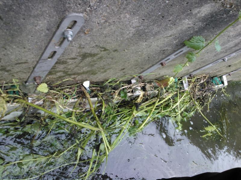 More Eels tiles on the Hogsmill 2nd June Wp_00022