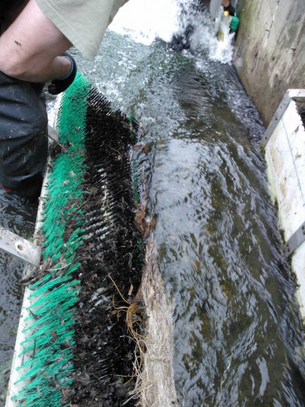 More Eels tiles on the Hogsmill 2nd June Wp_00025