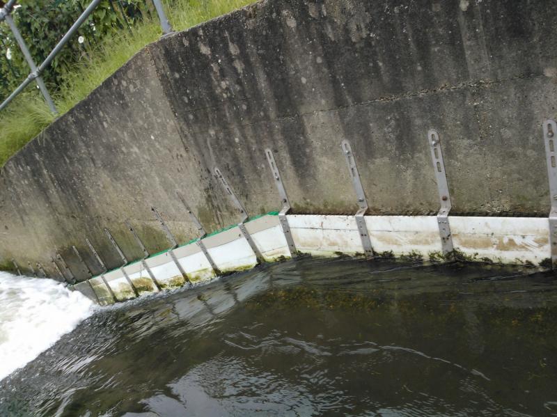 More Eels tiles on the Hogsmill 2nd June Wp_00027