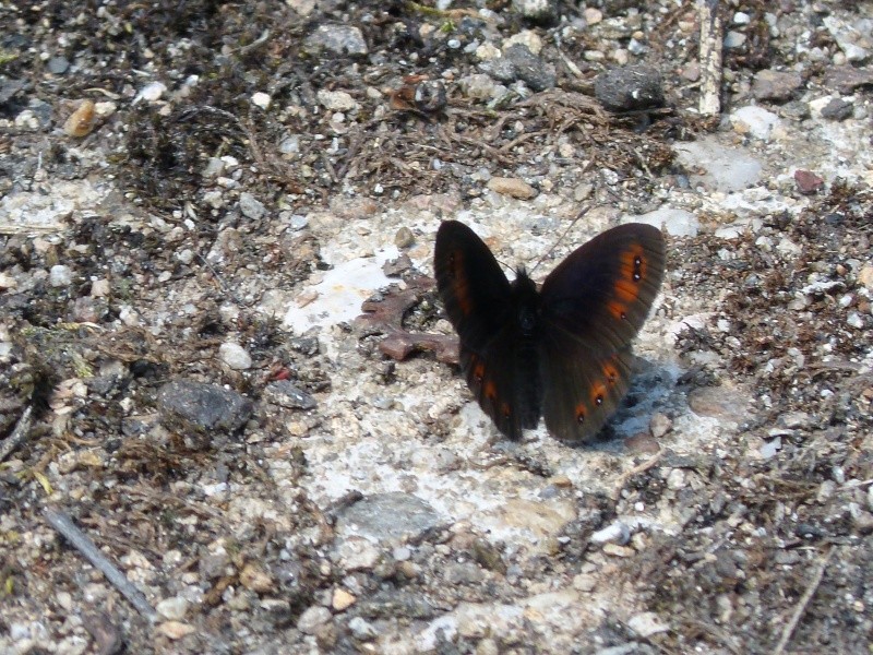 Les ailes colorées d'Angecassis Le_moi10