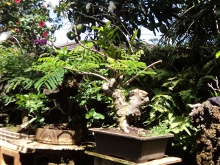 royal poinciana bonsai project Dsc05210