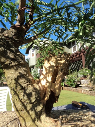 royal poinciana bonsai project Dsc05439