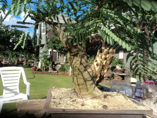 royal poinciana bonsai project Dsc05440