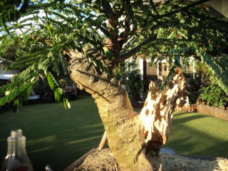 royal poinciana bonsai project Dsc05441