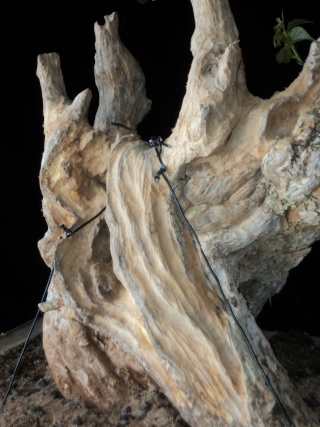 preliminary carving bougainvillea stump Dsc05715