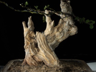 preliminary carving bougainvillea stump Dsc05716
