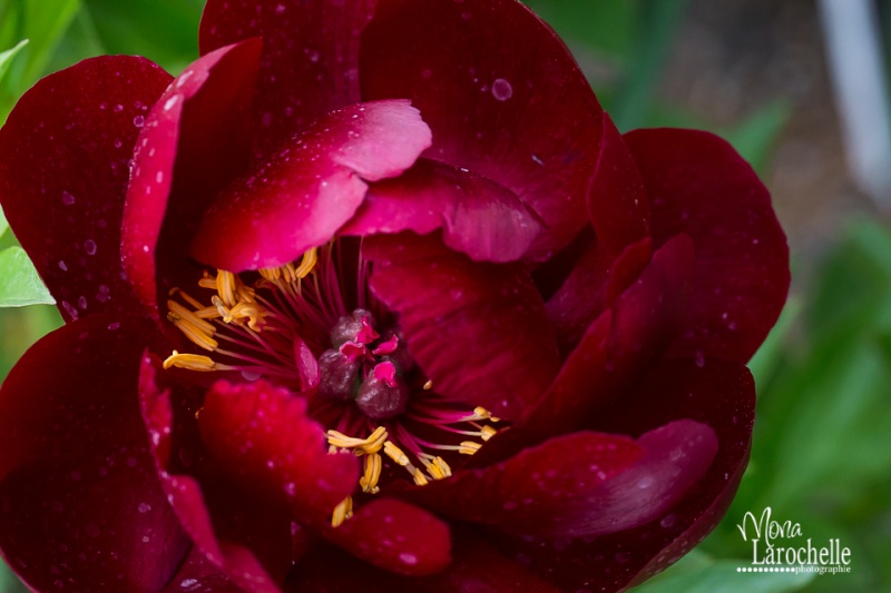 Paeonia Buckeye Belle Paeoni10