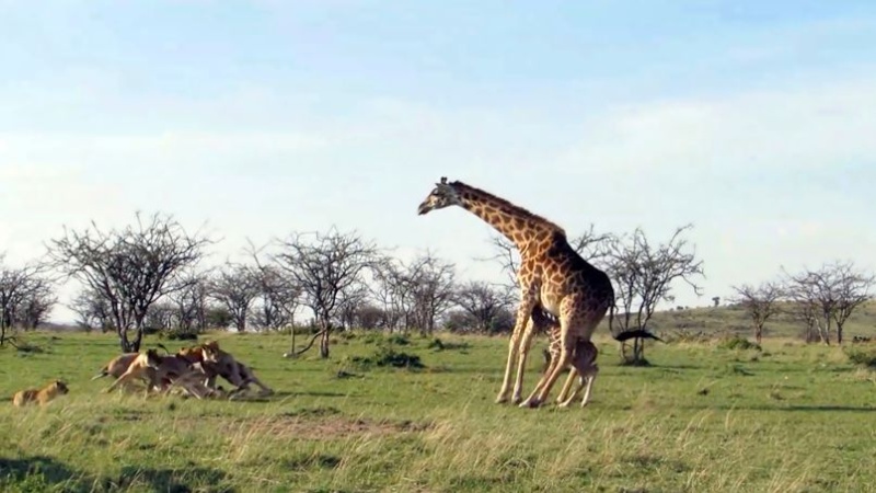 Naissances, tout ptits… - Page 6 Girafe10