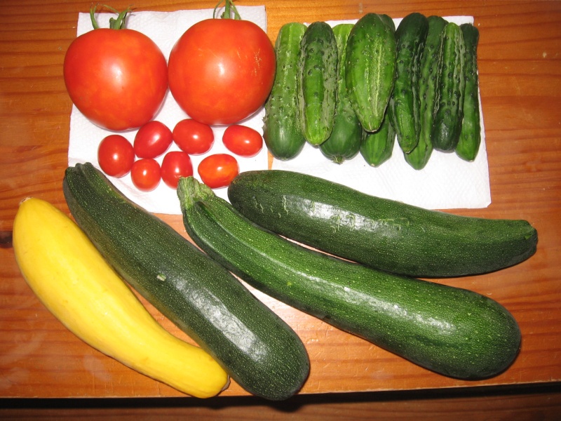 Snack cucumber/ dwarf cucumber Img_5610