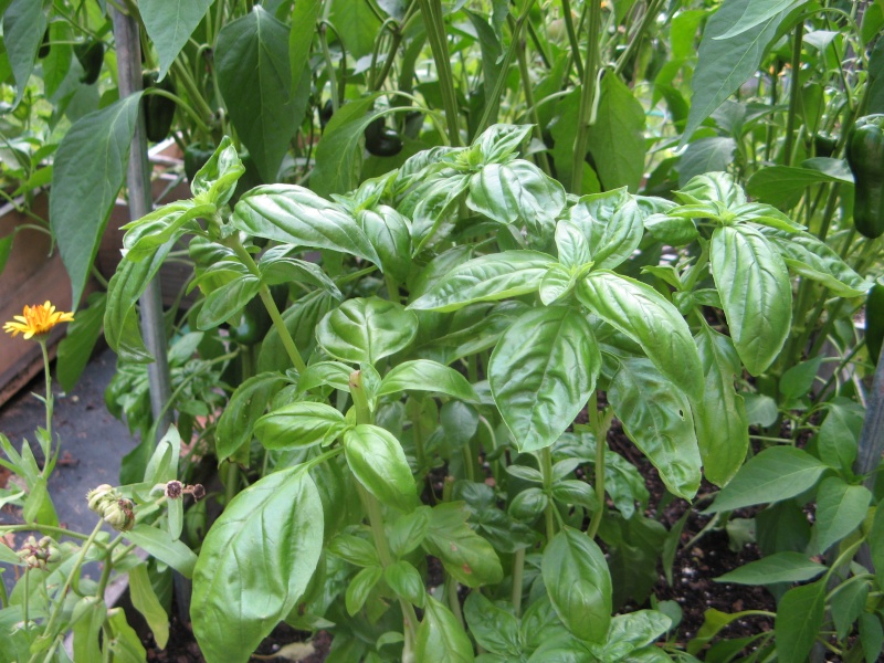Pinching basil - Pruning and Picking Basil  Basil_10