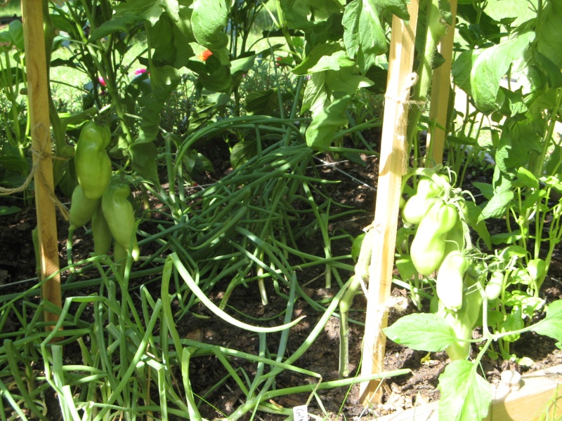 The Garden Saga of Camprn, or The End of July & 7 Weeks Until Frost? Jul_2010