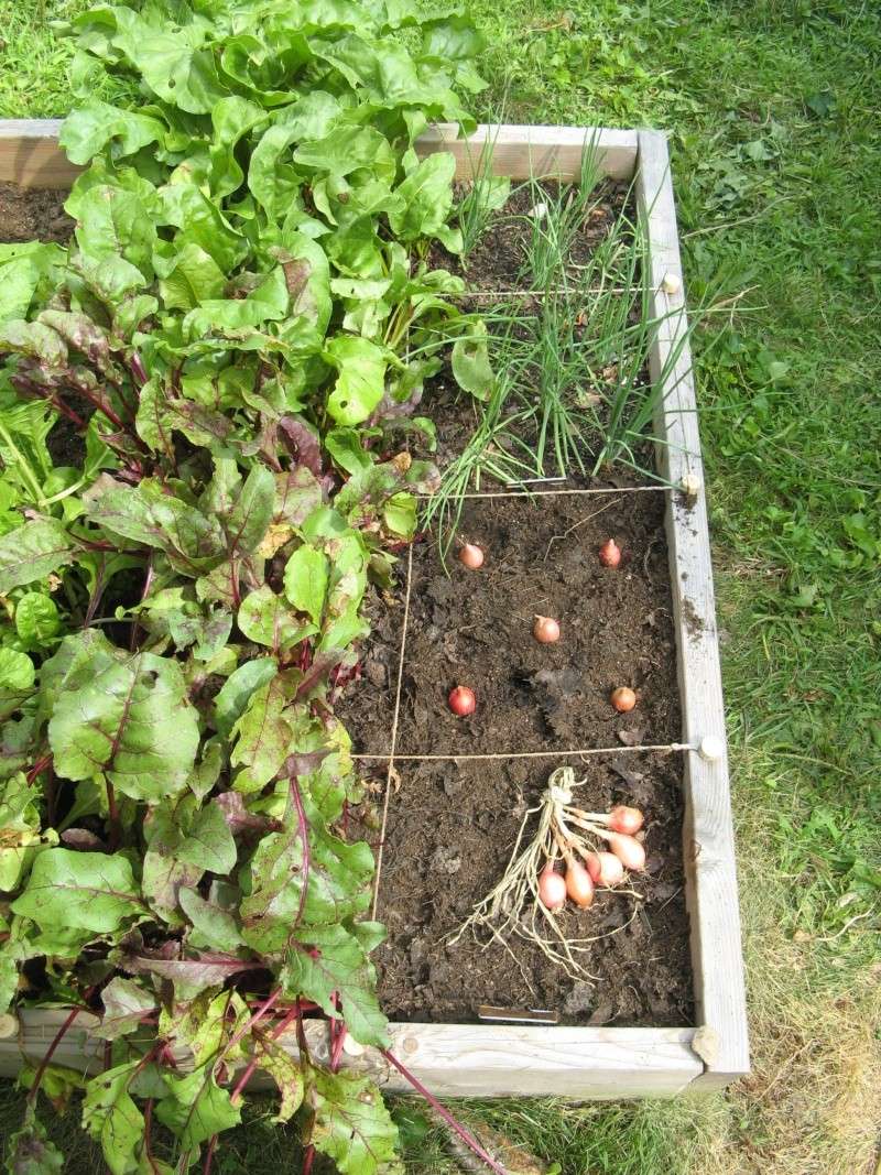 The Garden Saga of Camprn, or The End of July & 7 Weeks Until Frost? Jul_2110